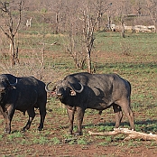 "African Buffalo" Kruger National Park, South Africa